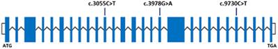 Updates on Clinical and Genetic Heterogeneity of ASPM in 12 Autosomal Recessive Primary Microcephaly Families in Pakistani Population